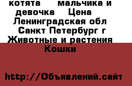 котята : 4 мальчика и 1 девочка  › Цена ­ 1 - Ленинградская обл., Санкт-Петербург г. Животные и растения » Кошки   